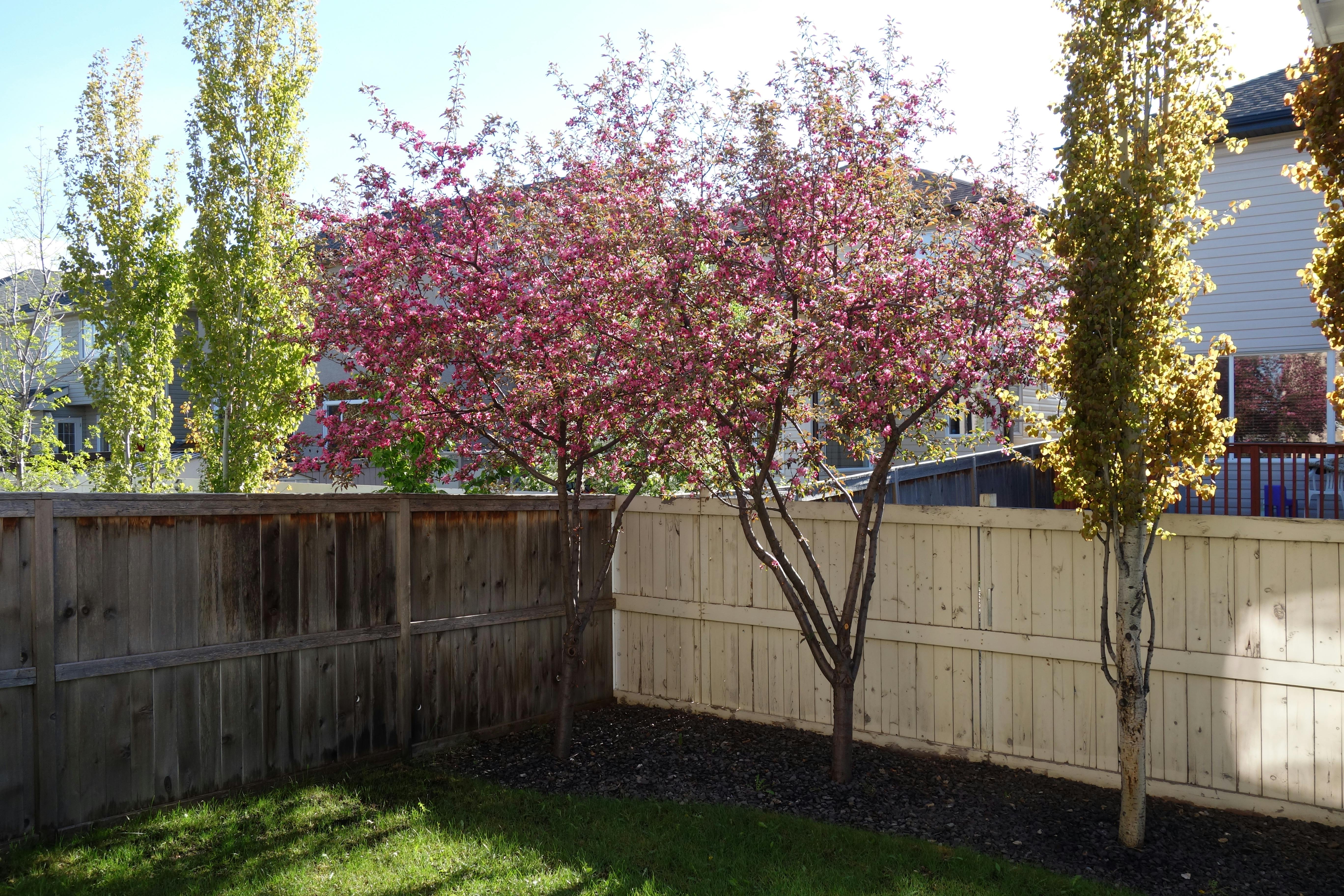 A backyard in Calgary