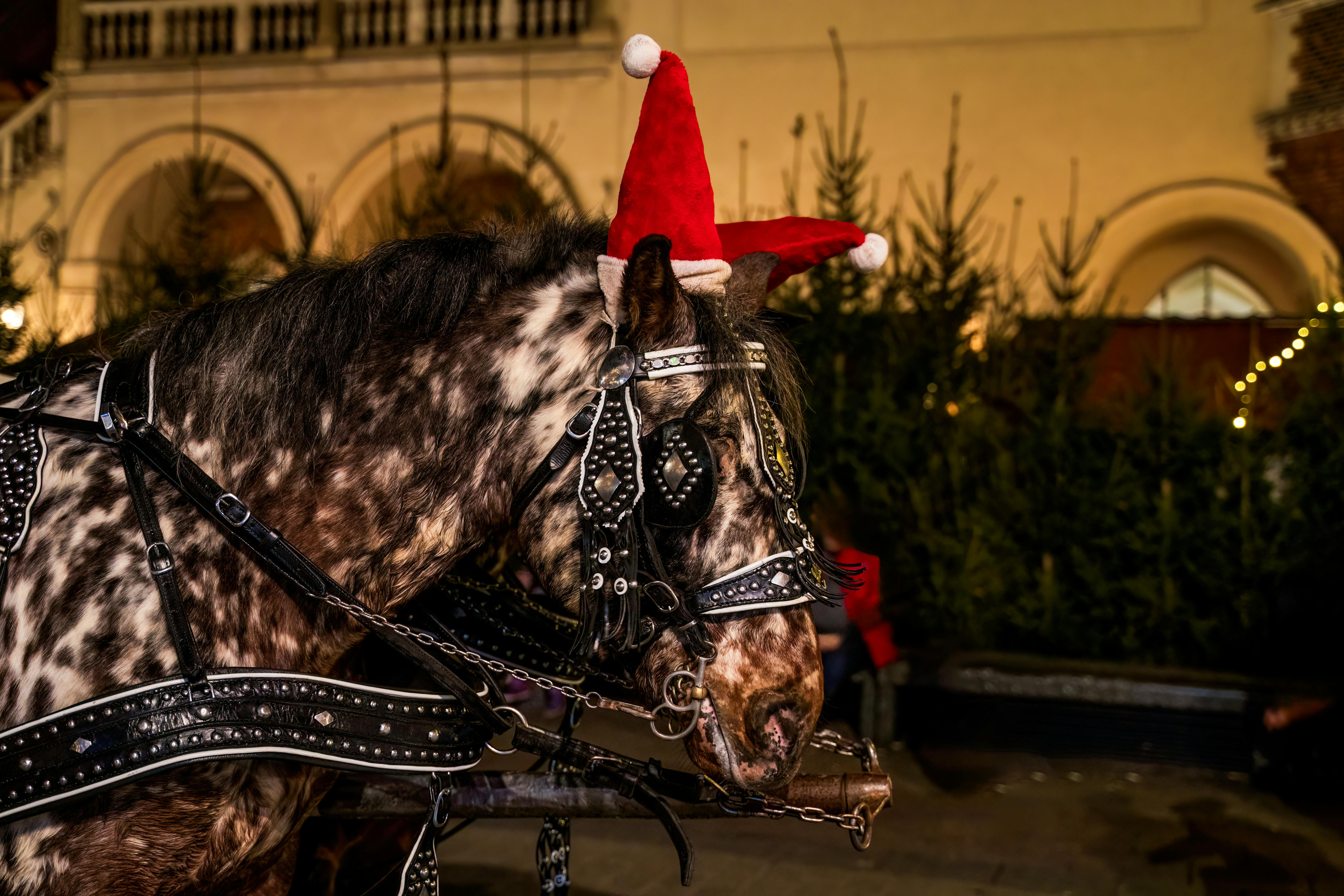 Horse wearing a festive Santa hat