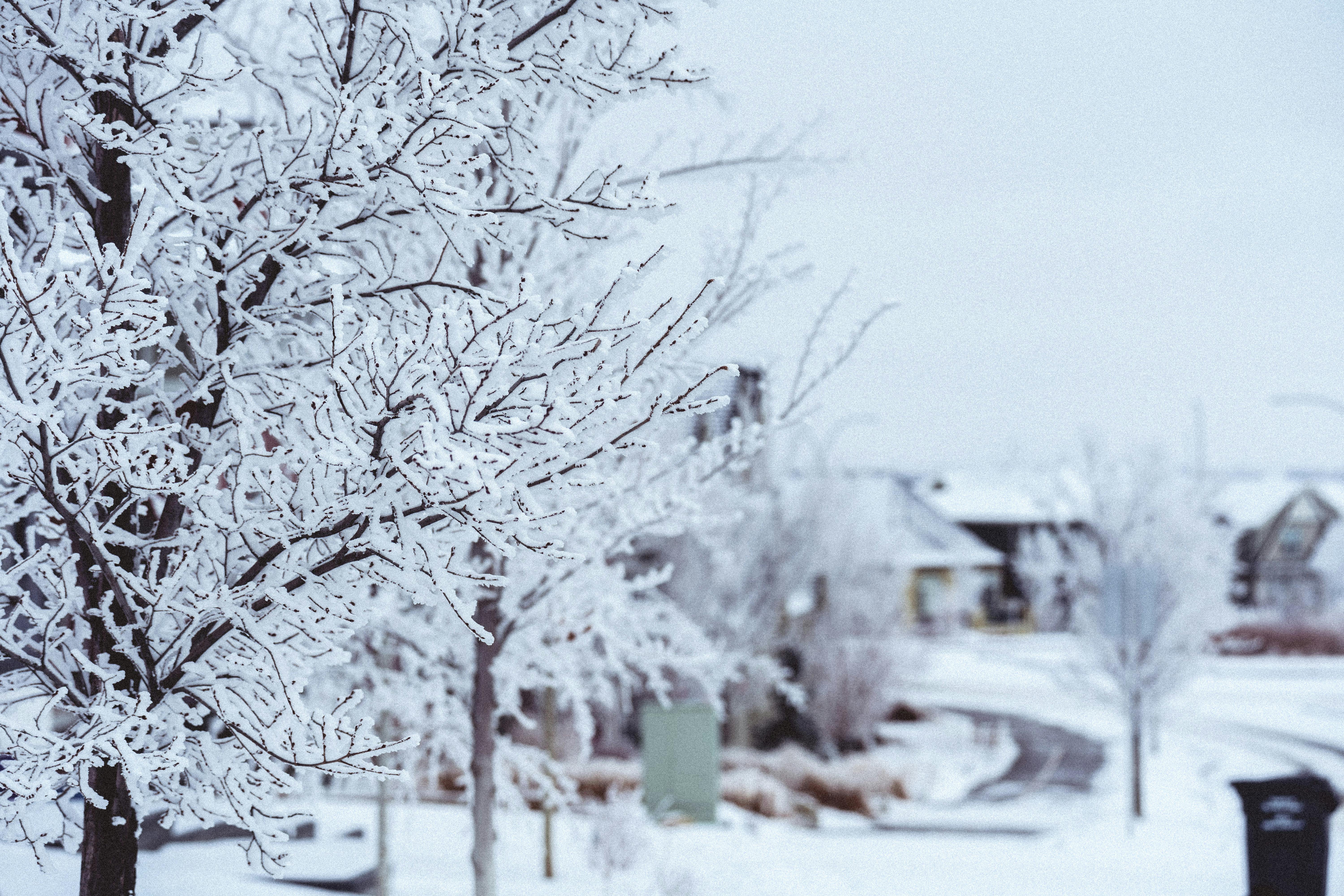 Winter Scene in Calgary